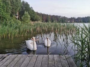 łabędzie na jeziorze
